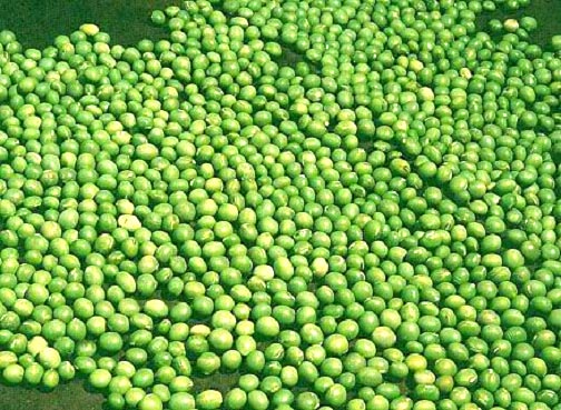 Green Mung Beans